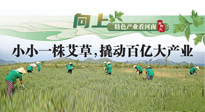 【行業(yè)資訊】向上，特色產(chǎn)業(yè)看河南：南陽艾區(qū)域品牌正在叫響！
